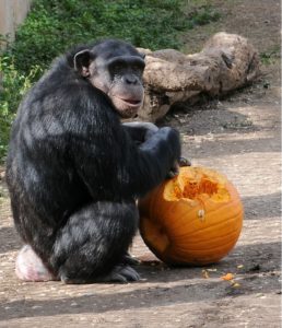 Research on our Chimpanzees has been phasing out for several years now and will continue to do so.