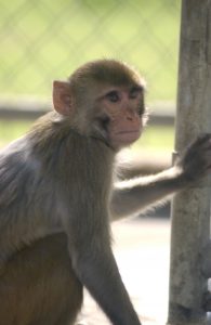  We provide pedigreed monkeys with known genetic relationships from two genetically diverse colonies.