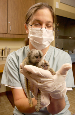 SNPRC's veterinary program maintains high standards in animal care.