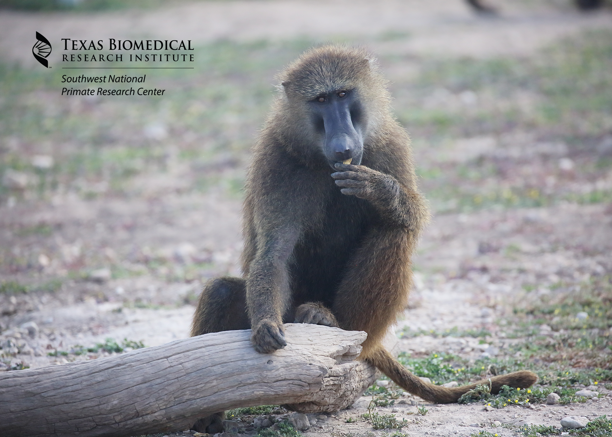 Southwest National Primate Research Center at Texas Biomed receives $37 million NIH grant