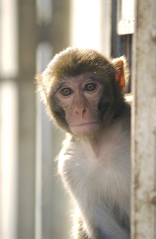 Scientists, Veterinarians and Conservationists Offer to