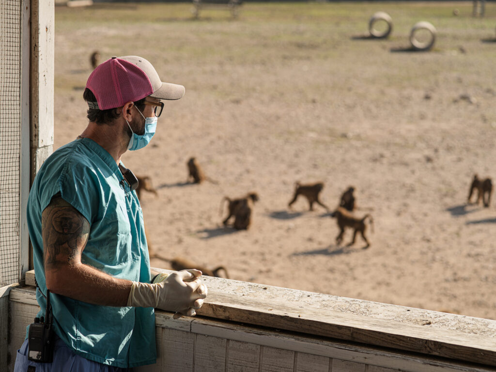 blake-looking-over-corral-baboons