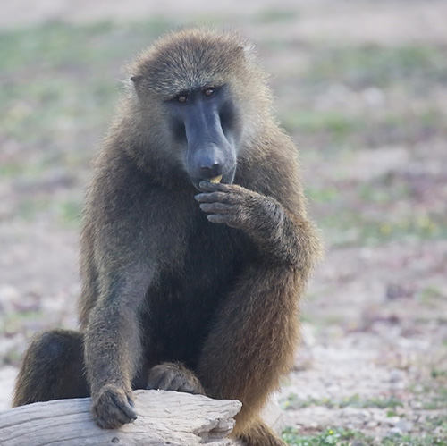 Groundbreaking maternal nutrition research program marks 40 years of discovery