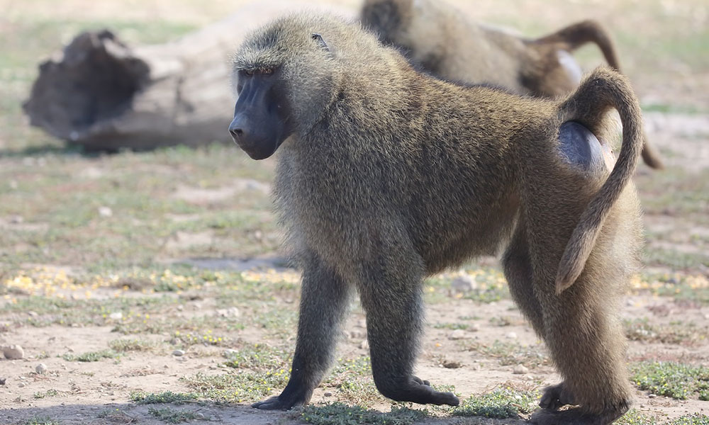 Image of Baboon